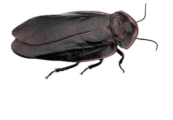 brown cockroach