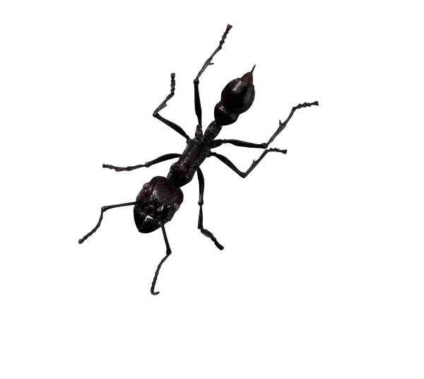 black ant