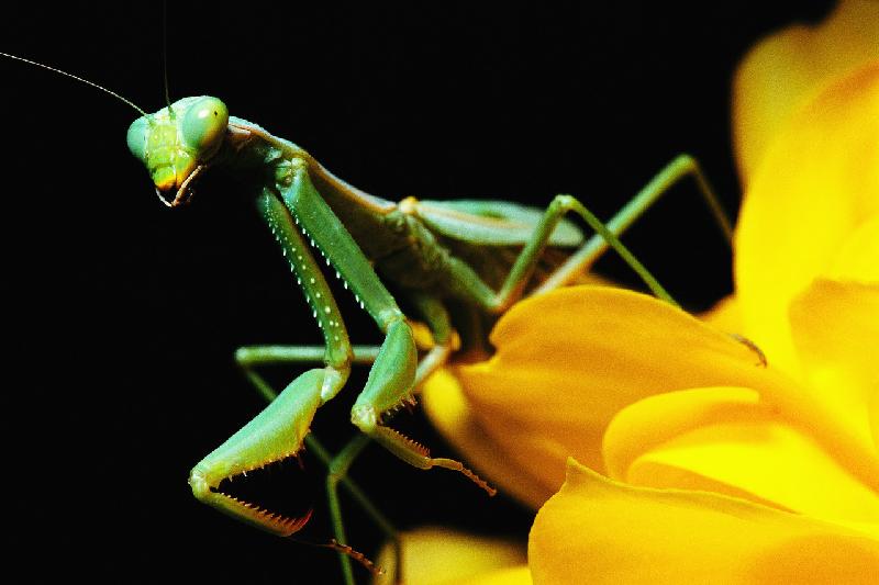 green praying mantis