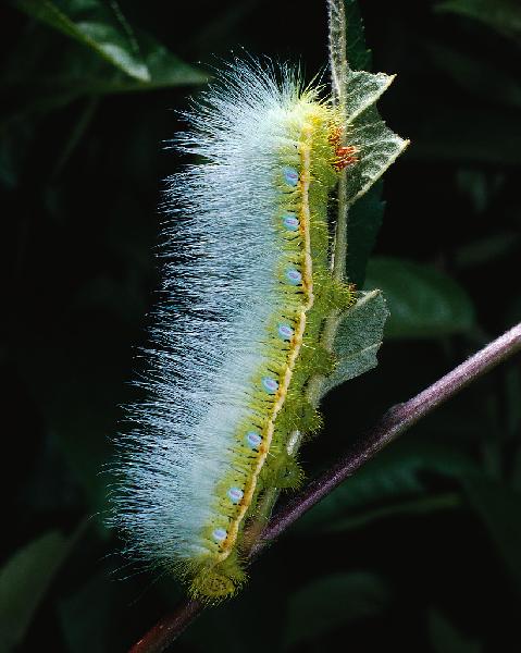 fuzzy green catapillar