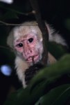 monkey monkey