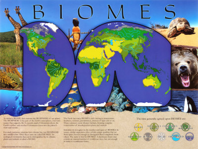 image of an ecosystem