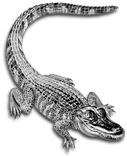 alligator