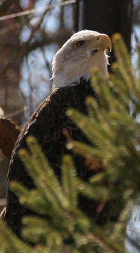 eagle in tree