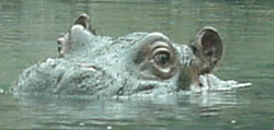 hippo in water