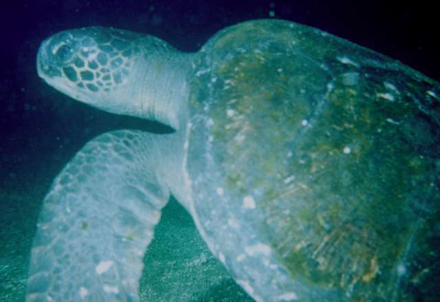 turtle swimming