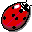 lady bug