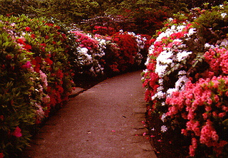 garden walkway