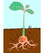 plant with roots