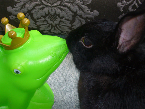 Kiss Rabbit kissing frog prince
