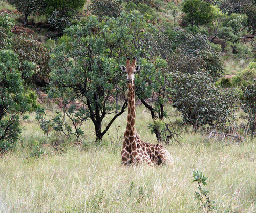 slideshow of adaptations