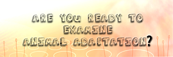 Are you ready to examine animal adaptation?