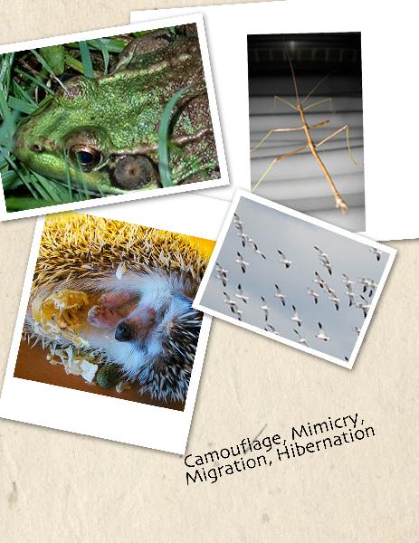 collage of animal adaptation examples