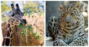 giraffe and leopard