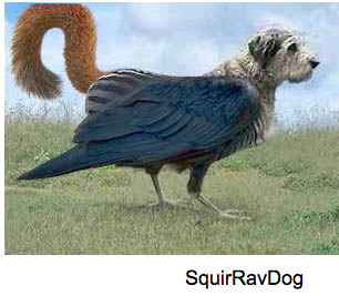 squirrel dog raven