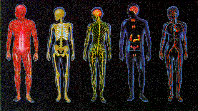 systems of body. Human Body Systems