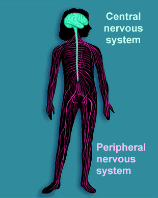 Nervous System And Videos @ johivo45 :: 痞客邦